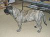 Ca de Bou Foto: Only Original Ca de Bou with PEDIGREE FCI (minimum 3 generations complete.) (ID 11647) Ca de Bou Hund