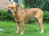 Ca de Bou Foto: Mortero (ID 15444) Ca de Bou Hund