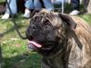 Ca de Bou Foto: Only Original Ca de Bou with PEDIGREE FCI (minimum 3 generations complete.) (ID 12509) Ca de Bou Hund