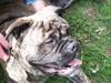Ca de Bou Foto: Only Original Ca de Bou with PEDIGREE FCI (minimum 3 generations complete.) (ID 12506) Ca de Bou Hund