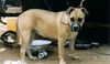 Ca de Bou Foto: elda de can estruch, 6 months (ID 12141) Ca de Bou Hund