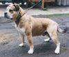 Ca de Bou Foto: World Winner 2003 Ikar Chevalier Osanna (ID 6979) Ca de Bou Hund