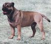 Ca de Bou Foto: Int.Ch. Ivenhoe OSANNA (ID 6980) Ca de Bou Hund