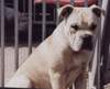 Ca de Bou Foto (ID 880) Ca de Bou Hund