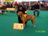 Ca de Bou Foto: Ch K-2 de Almallutx WINNER 2005 Amsterdam (ID 27251) Ca de Bou Hund