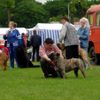 Ca de Bou Foto: New Champion Russia Kaliningrad 2005 \' Kubok Sambii\' (ID 22228) Ca de Bou Hund