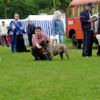 Ca de Bou Foto: New Champion Russia Kaliningrad 2005 ' Kubok Sambii' (ID 22227) Ca de Bou Hund