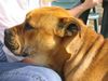 Ca de Bou Foto: REAL CA DE BOU MORTERO DE ALMALLUTX (ID 11403) Ca de Bou Hund