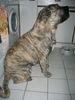 Ca de Bou Foto: Original Ca de Bou Che Guevara ca de bou Animus Fortis (ID 17010) Ca de Bou Hund