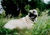 Ca de Bou Foto: Alano, 20 months old Cd B (ID 15387) Ca de Bou Hund