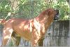 Ca de Bou Foto: Mauro de Borinquen Gladiator (ID 18027) Ca de Bou Hund