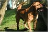 Ca de Bou Foto: Mauro de Borinquen Gladiator (ID 18028) Ca de Bou Hund