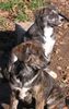 Ca de Bou Foto: Spanish Ca de Bou\\\'s ??? (ID 16425) Ca de Bou Hund