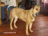 Ca de Bou Foto: Miura de Borinquen Gladiator (ID 12271) Ca de Bou Hund