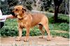 Ca de Bou Foto: REAL CA DE BOU MORTERO DE ALMALLUTX (ID 11402) Ca de Bou Hund