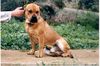 Ca de Bou Foto: REAL CA DE BOU MORTERO DE ALMALLUTX (ID 11404) Ca de Bou Hund