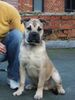 Ca de Bou Foto: Nadal Estevez R.J. Osanna (ID 31401) Ca de Bou Hund