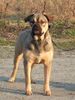 Ca de Bou Foto: Nobless Divine R.J. Osanna (ID 31402) Ca de Bou Hund