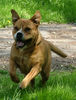 Ca de Bou Foto: living in Mea Praetoria kennel (ID 31817) Ca de Bou Hund