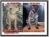 Ca de Bou Foto (ID 17049) Ca de Bou Hund