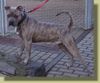Ca de Bou Foto: Unser Ronan (Perro de Presa Mallorquin) (ID 9252) Ca de Bou Hund