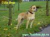 Ca de Bou Foto: My super dog!!!!! (ID 15296) Ca de Bou Hund