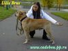 Ca de Bou Foto: Uilis Bruce from Russia (ID 17234) Ca de Bou Hund