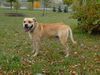 Ca de Bou Foto: Uilis Bruce (ID 25617) Ca de Bou Hund