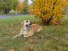 Ca de Bou Foto: Uilis Bruce (ID 25618) Ca de Bou Hund