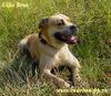 Ca de Bou Foto: Ca de bou from Russia - Uilis Brus (ID 14139) Ca de Bou Hund