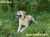 Ca de Bou Foto: Uilis Brus - kadebou from Russia (ID 14146) Ca de Bou Hund