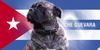Ca de Bou Foto: Original Ca de Bou Che Guevara ca de bou Animus Fortis (ID 17157) Ca de Bou Hund