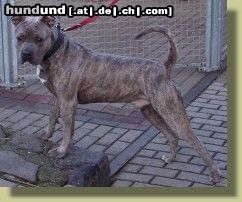 Ca de Bou Hunde Foto 9252 Ca de Bou Unser Ronan (Perro de Presa Mallorquin)