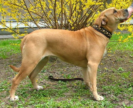 Ca de Bou Hunde Foto 37778 in höherer Auflösung ansehen Ca de Bou TECLA de Almallutx- Champion of Poland