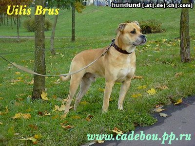 Ca de Bou Hunde Foto 15296 in höherer Auflösung ansehen Ca de Bou My super dog!!!!!