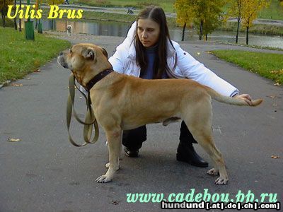Ca de Bou Hunde Foto 17234 in höherer Auflösung ansehen Ca de Bou Uilis Bruce from Russia