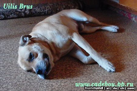 Ca de Bou Hunde Foto 14142 Ca de Bou Uilis Brus