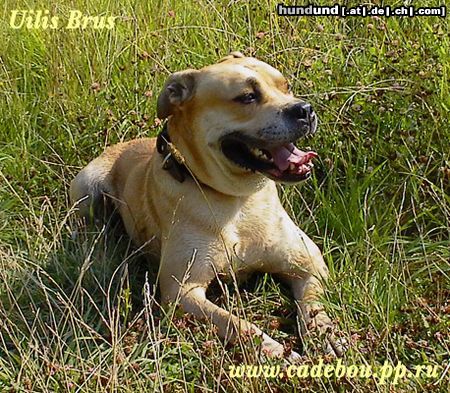 Ca de Bou Hunde Foto 14139 Ca de Bou Ca de bou from Russia - Uilis Brus