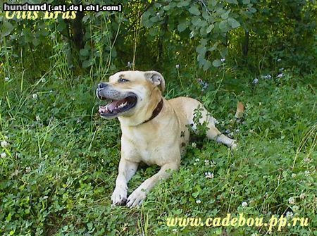 Ca de Bou Hunde Foto 14146 Ca de Bou Uilis Brus - kadebou from Russia