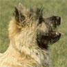 Cairn-Terrier