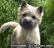 Cairn-Terrier Hunde Foto 4212 Cairn-Terrier