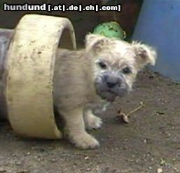 Cairn-Terrier Hunde Foto 4464 Cairn-Terrier Wer spielt mit,