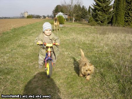 Cairn-Terrier On Tour