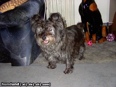 Cairn-Terrier Hunde Foto 6391 Cairn-Terrier Jerry