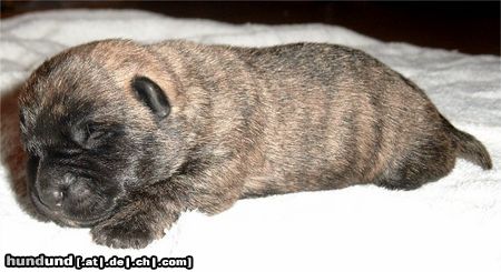Cairn-Terrier Hunde Foto 6433 Cairn-Terrier cairn terrier welp 2 tage alt
