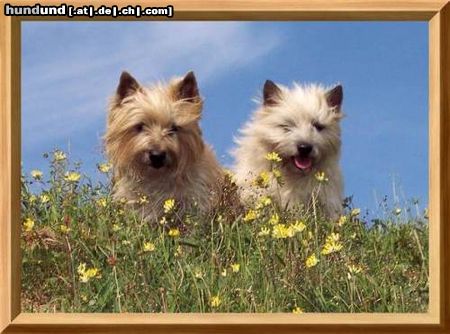 Cairn-Terrier Hunde Foto 25456 in höherer Auflösung ansehen Cairn-Terrier Unsere kleinen,robusten und fröhlichen Herzensbrecher!