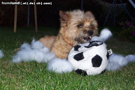 Cairn-Terrier Hunde Foto 15374 in höherer Auflösung ansehen Cairn-Terrier Hoi! Ich bin Momo! mit meinem lieblings Ball wo ich gerade kaputt mache!