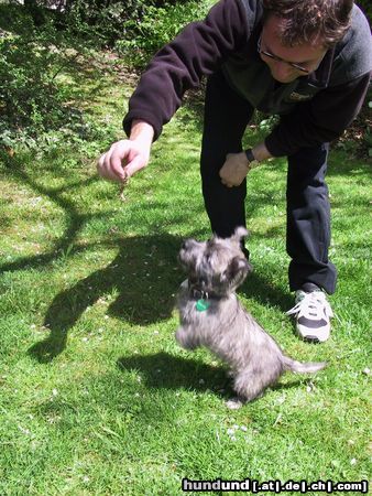 Cairn-Terrier Hunde Foto 3499 Cairn-Terrier 10 WOCHEN ALT