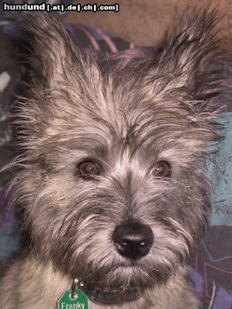 Cairn-Terrier Hunde Foto 4408 Cairn-Terrier 5 monate alt-FRANKY