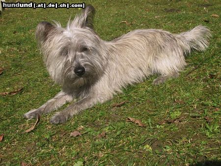 Cairn-Terrier Hunde Foto 7289 Cairn-Terrier